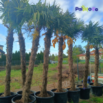 Trachycarpus Fortunei 250-350cm